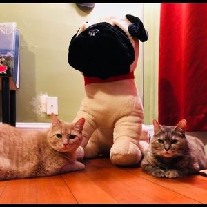 Meet your Posher, Meg